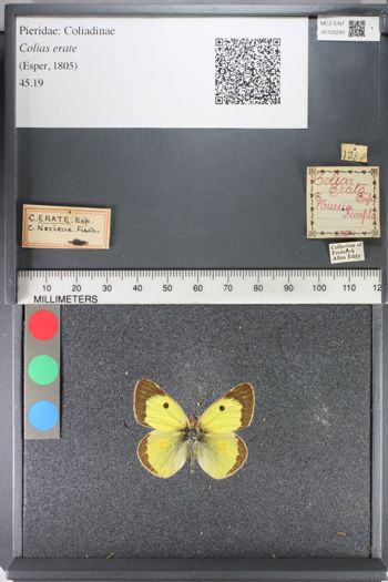 Media type: image;   Entomology 125293